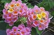 Lantana