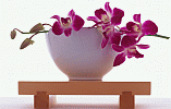 Orchid Park